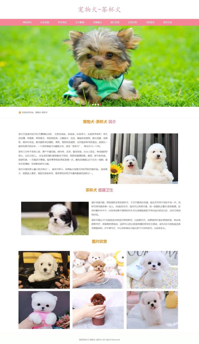 宠物小程序：让管理更轻松但也要注意这些误区